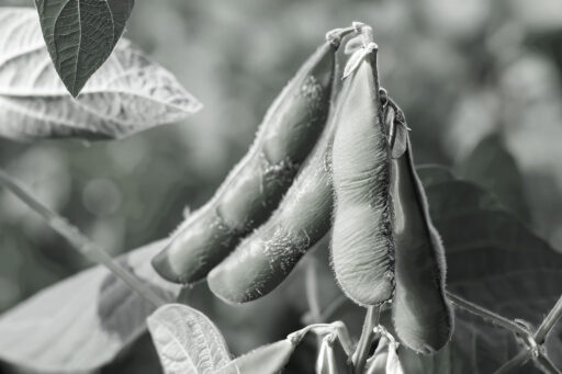 食の主権を支えるもの――都市農業と自治の役割