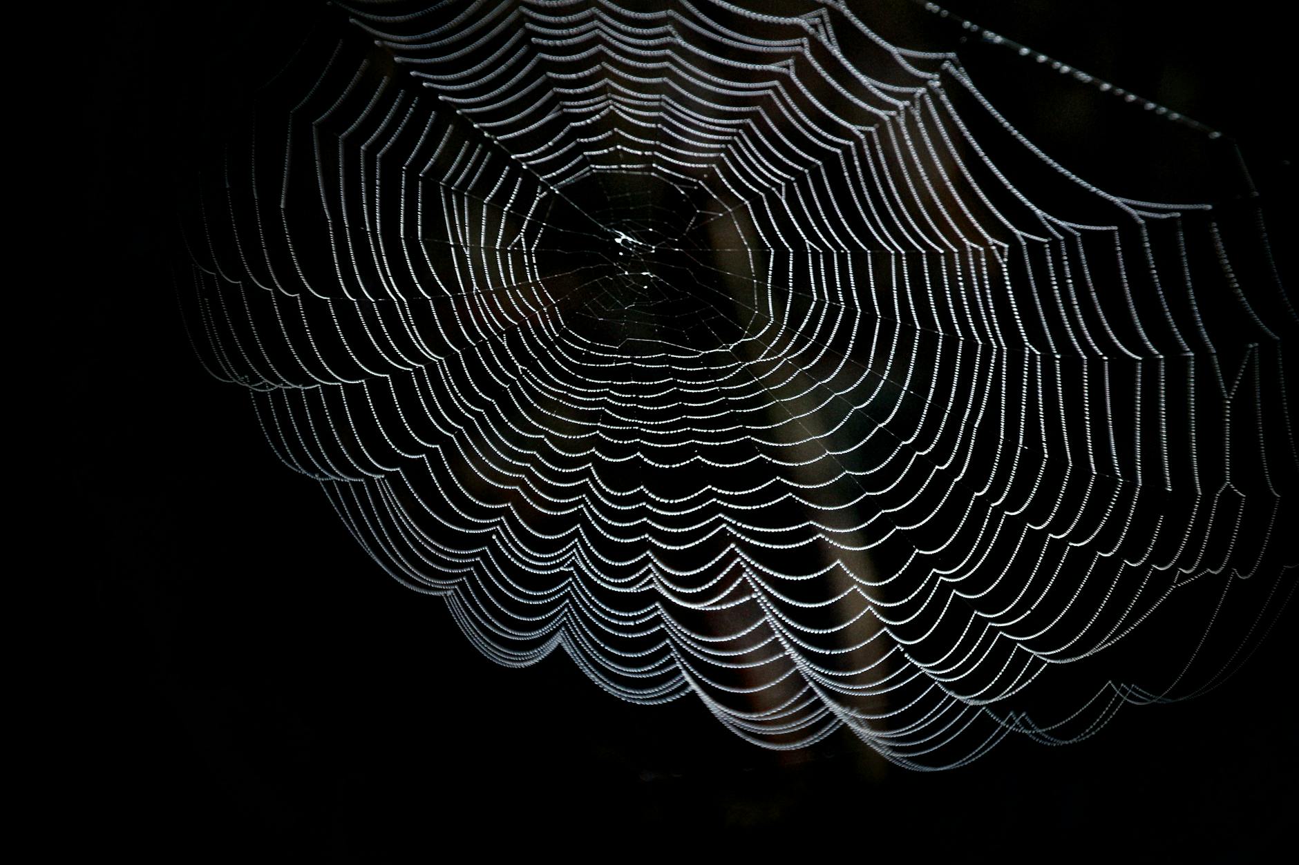 closeup photography of spider web