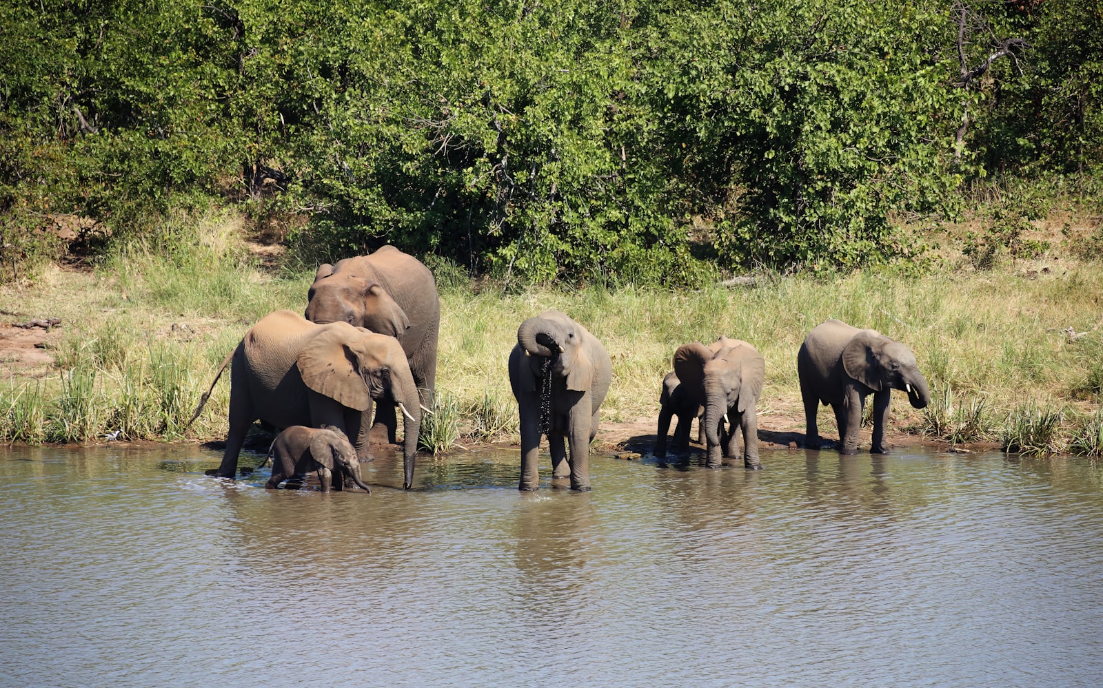 a group of elephants are standing in the water